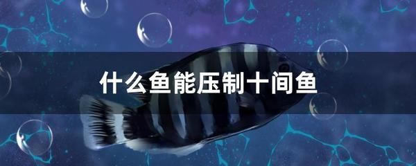 龍魚和招財魚哪個兇（龍魚和招財魚哪個更兇）