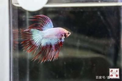 龍魚錦標賽冠軍獎金多少錢