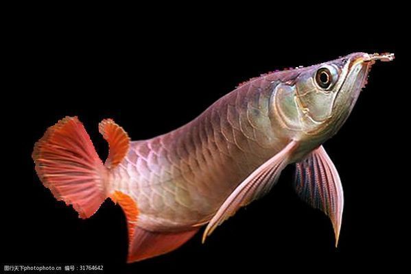 龍魚和蝴蝶鯉混養(yǎng)注意什么：龍魚和蝴蝶鯉在混養(yǎng)時(shí)需要注意什么？