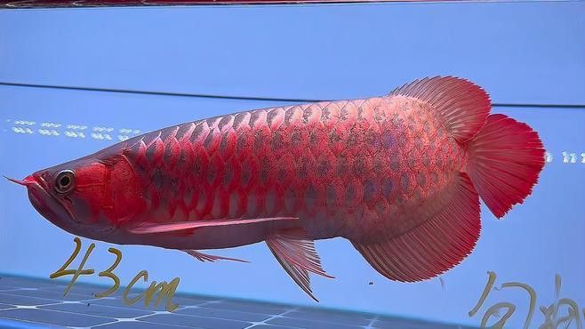 最好的紅龍魚是什么品種的魚