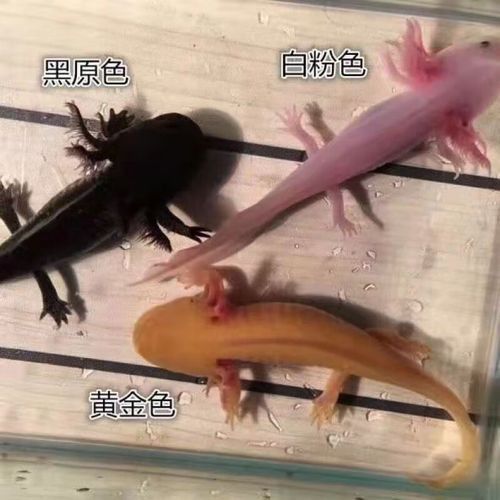 有哪些增氧設備適合小火龍魚？