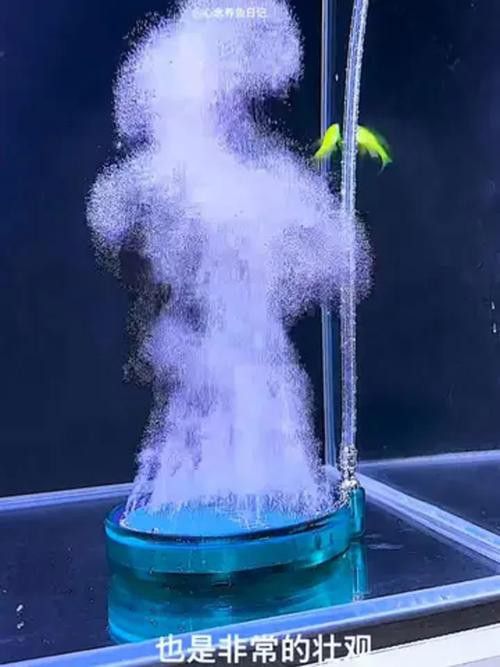 有哪些增氧設備適合小火龍魚？
