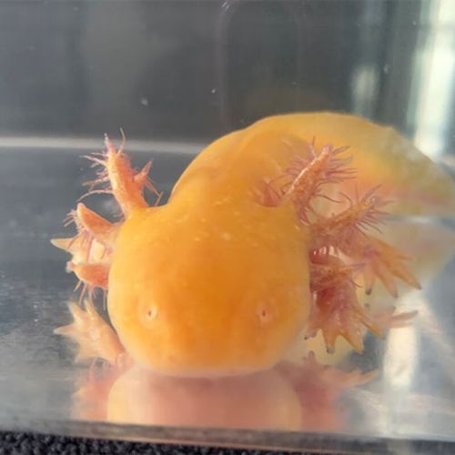 有哪些增氧設備適合小火龍魚？