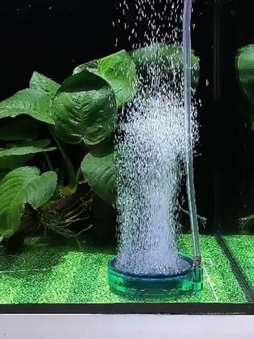 有哪些增氧設備適合小火龍魚？