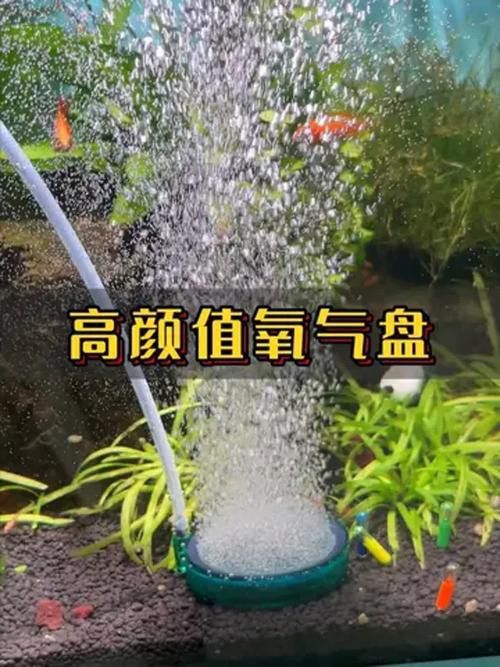 有哪些增氧設備適合小火龍魚？