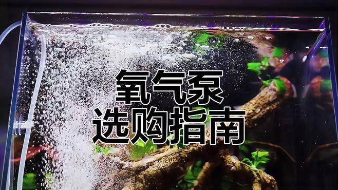 有哪些增氧設備適合小火龍魚？