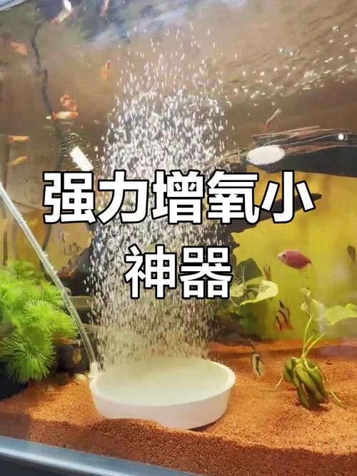 有哪些增氧設備適合小火龍魚？