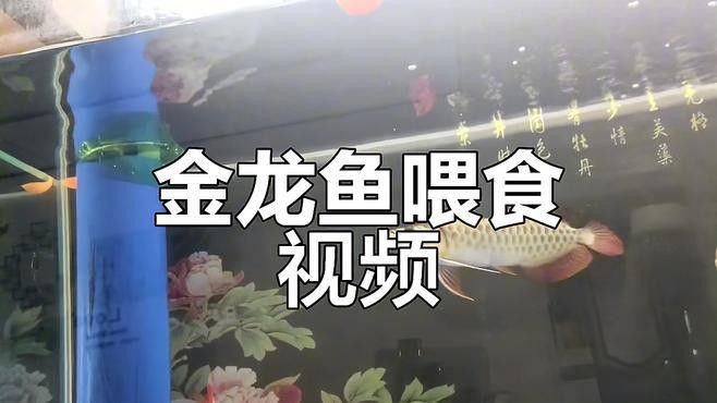 怎樣養(yǎng)金龍魚