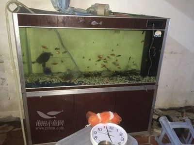 金龍魚問題2020：金龍魚為什么老在缸底 金龍魚問題2020：金龍魚為什么老在缸底 龍魚百科 第3張