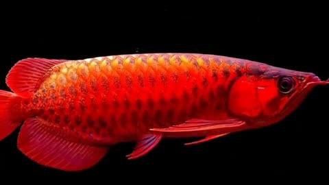 紅金龍魚有哪些著名品種