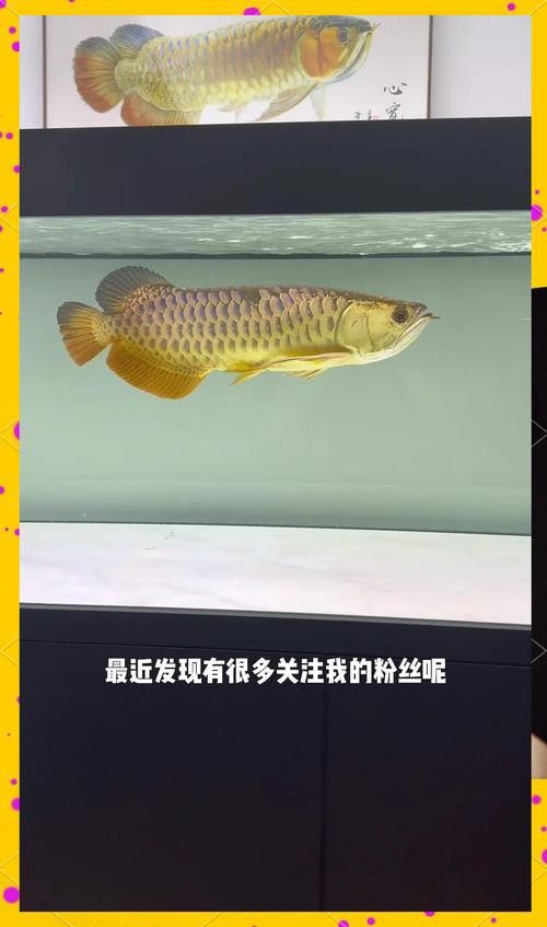 夏季購買龍魚有哪些注意事項？