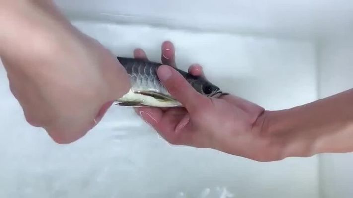 龍魚配什么清潔工比較好：如何選擇合適的龍魚缸清潔工魚