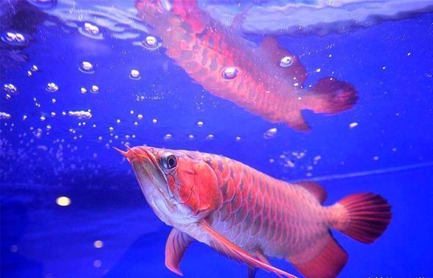龍魚配什么清潔工比較好：如何選擇合適的龍魚缸清潔工魚