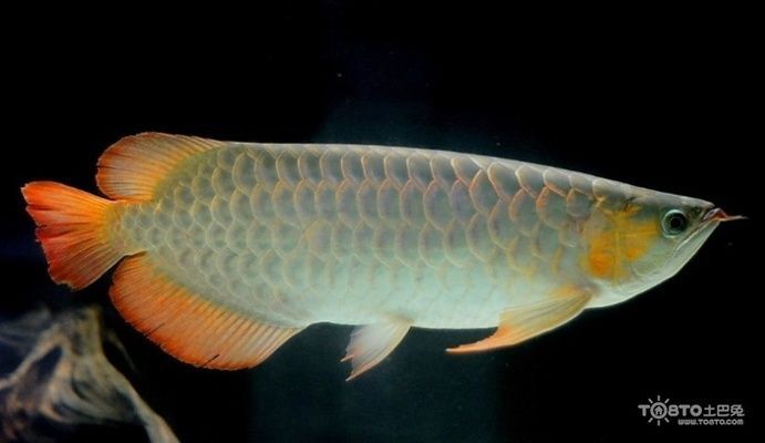 幼魚活餌投喂安全措施：幼魚活餌投喂后水質管理技術