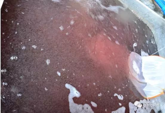 幼魚活餌投喂安全措施：幼魚活餌投喂后水質管理技術