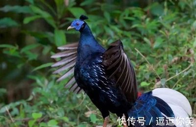 紅龍魚喂什么發色快一點好看又好養（紅龍魚喂什么發色快一點好看又好養活） 紅龍魚喂什么發色快一點好看又好養（紅龍魚喂什么發色快一點好看又好養活） 龍魚百科 第4張