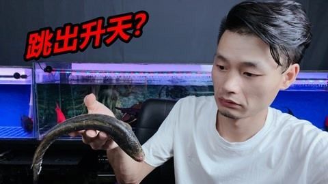 龍魚是否可以吃黑魚（黑魚和龍魚適合混養嗎？）