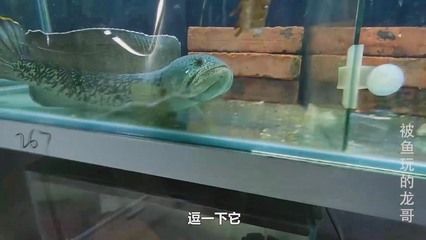 龍魚是否可以吃黑魚（黑魚和龍魚適合混養嗎？）