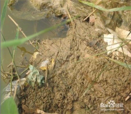 龍魚吃豬肝好嗎（龍魚可以吃豬肝嗎）