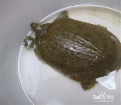 龍魚吃豬肝好嗎（龍魚可以吃豬肝嗎）