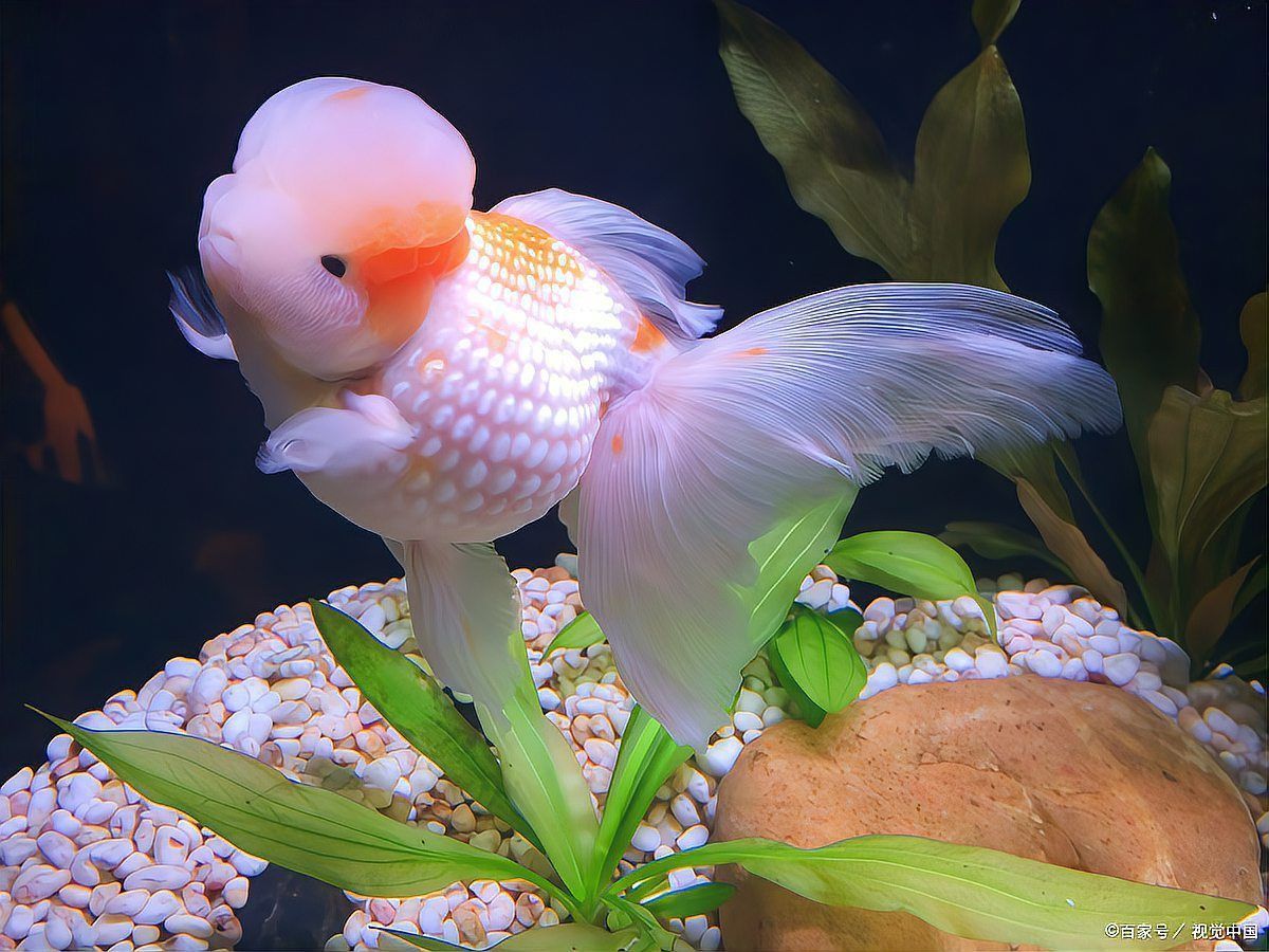 魚擺件多久換一次水？