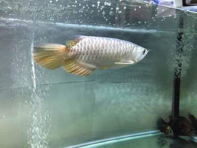 金龍魚很難養嗎（金龍魚的飼養難度有多高？）