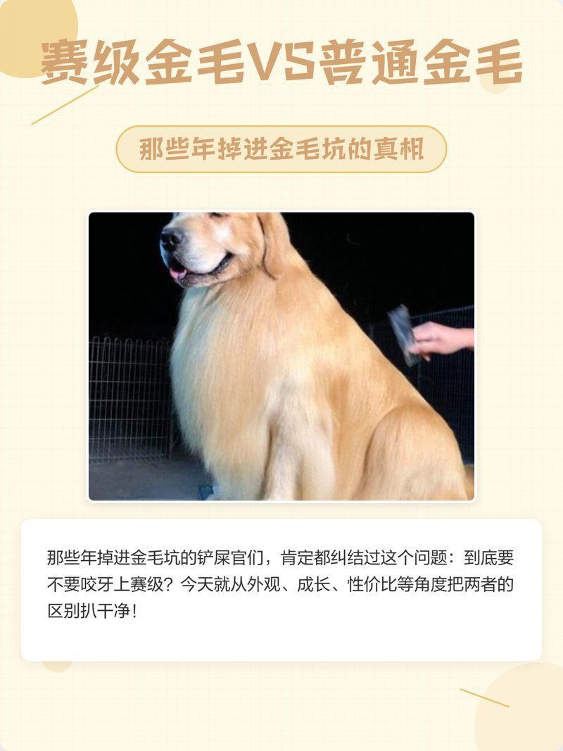 賽級金毛屬于什么檔次
