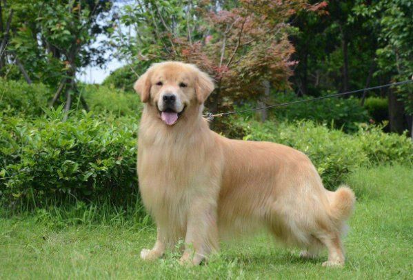 賽級金毛屬于什么檔次