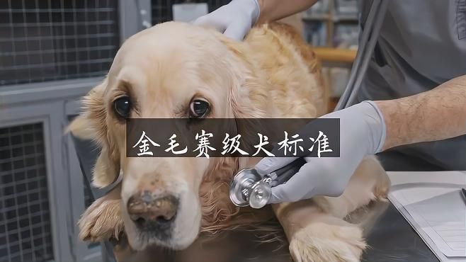 賽級金毛屬于什么檔次