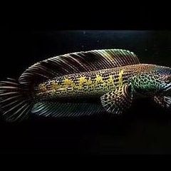 黃水適合養(yǎng)雷龍魚(yú)嗎有毒嗎