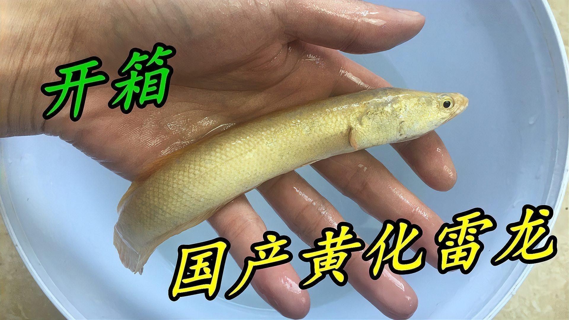 黃水適合養(yǎng)雷龍魚(yú)嗎有毒嗎