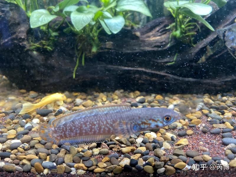 黃水適合養(yǎng)雷龍魚(yú)嗎有毒嗎