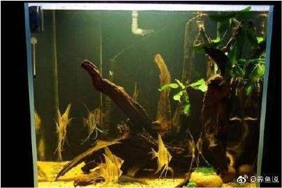 黃水適合養(yǎng)雷龍魚(yú)嗎有毒嗎