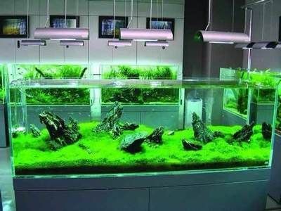 龍魚換水用什么工具最好：龍魚換水頻率及注意事項