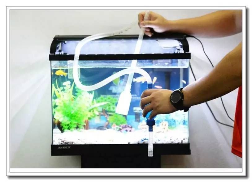 龍魚換水用什么工具最好：龍魚換水頻率及注意事項
