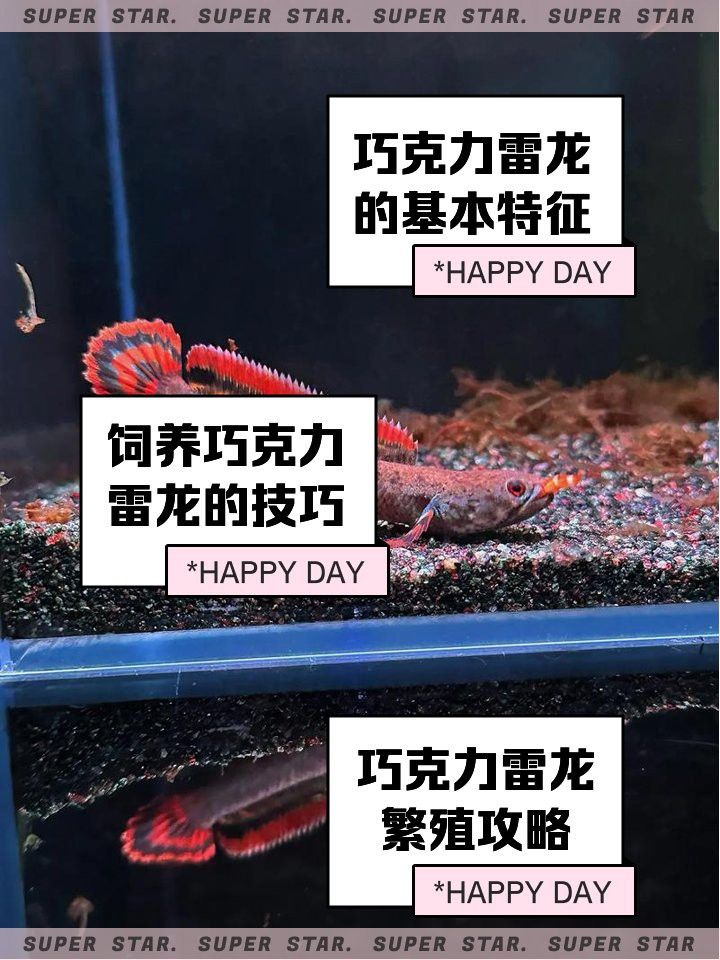 還有哪些雷龍魚品種不趴缸？