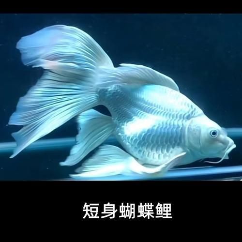 錦鯉蝴蝶魚圖片