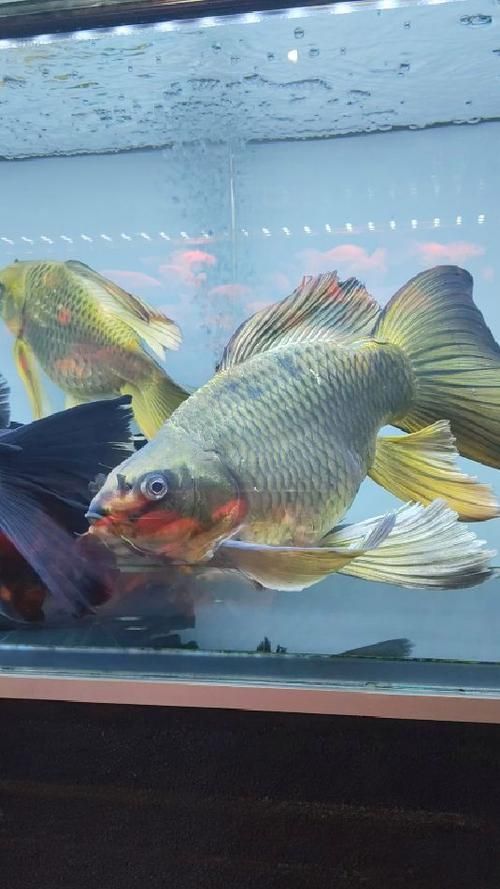 錦鯉蝴蝶魚圖片