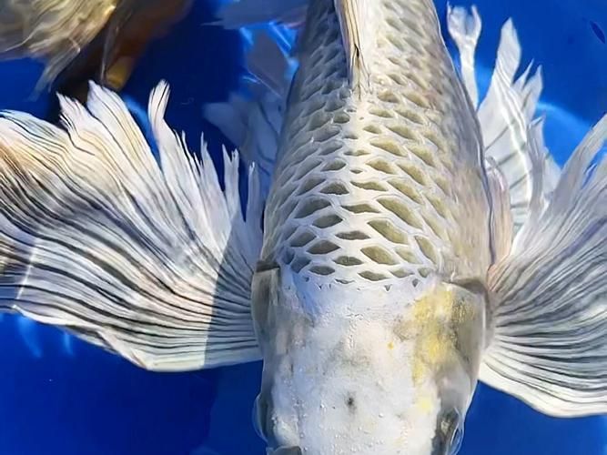 錦鯉蝴蝶魚圖片