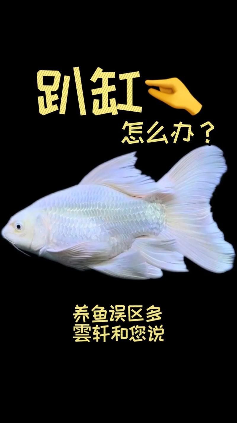 錦鯉蝴蝶魚圖片