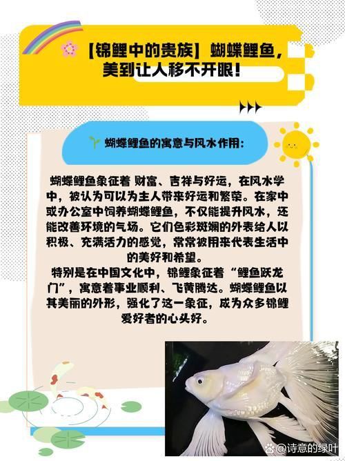 錦鯉蝴蝶魚圖片