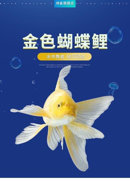 錦鯉蝴蝶魚圖片