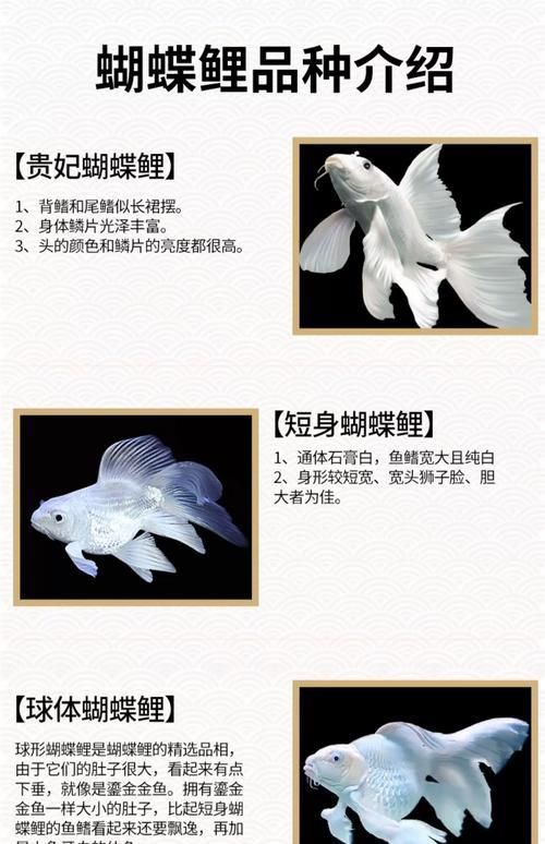 錦鯉蝴蝶魚圖片