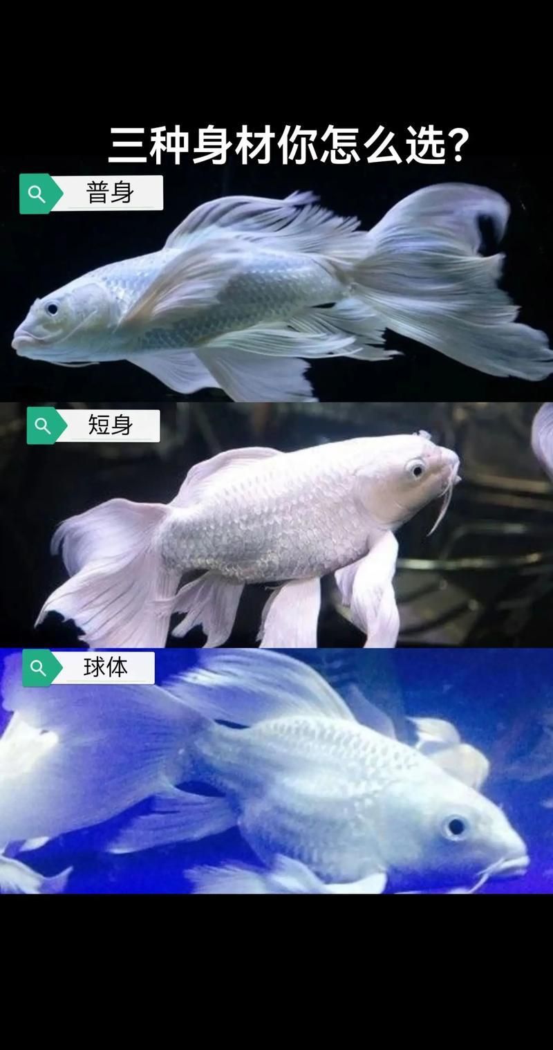 錦鯉蝴蝶魚圖片