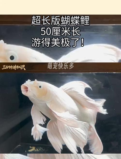 錦鯉蝴蝶魚圖片