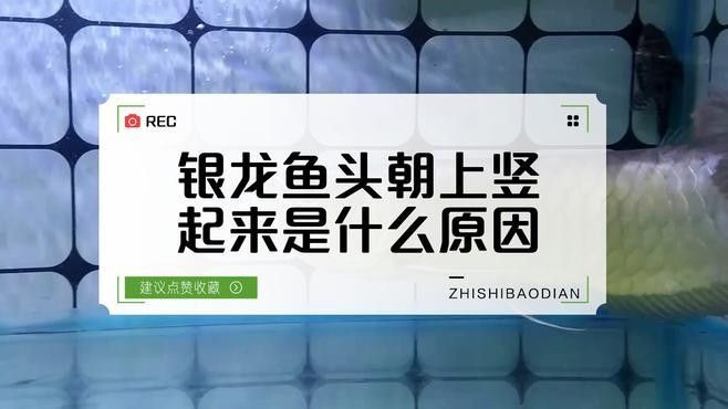 銀龍魚的嘴為什么往上翹呢