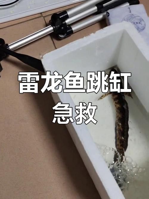 龍魚跳缸還能活嗎圖片視頻