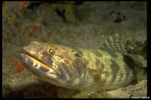 龍魚跳缸還能活嗎圖片視頻