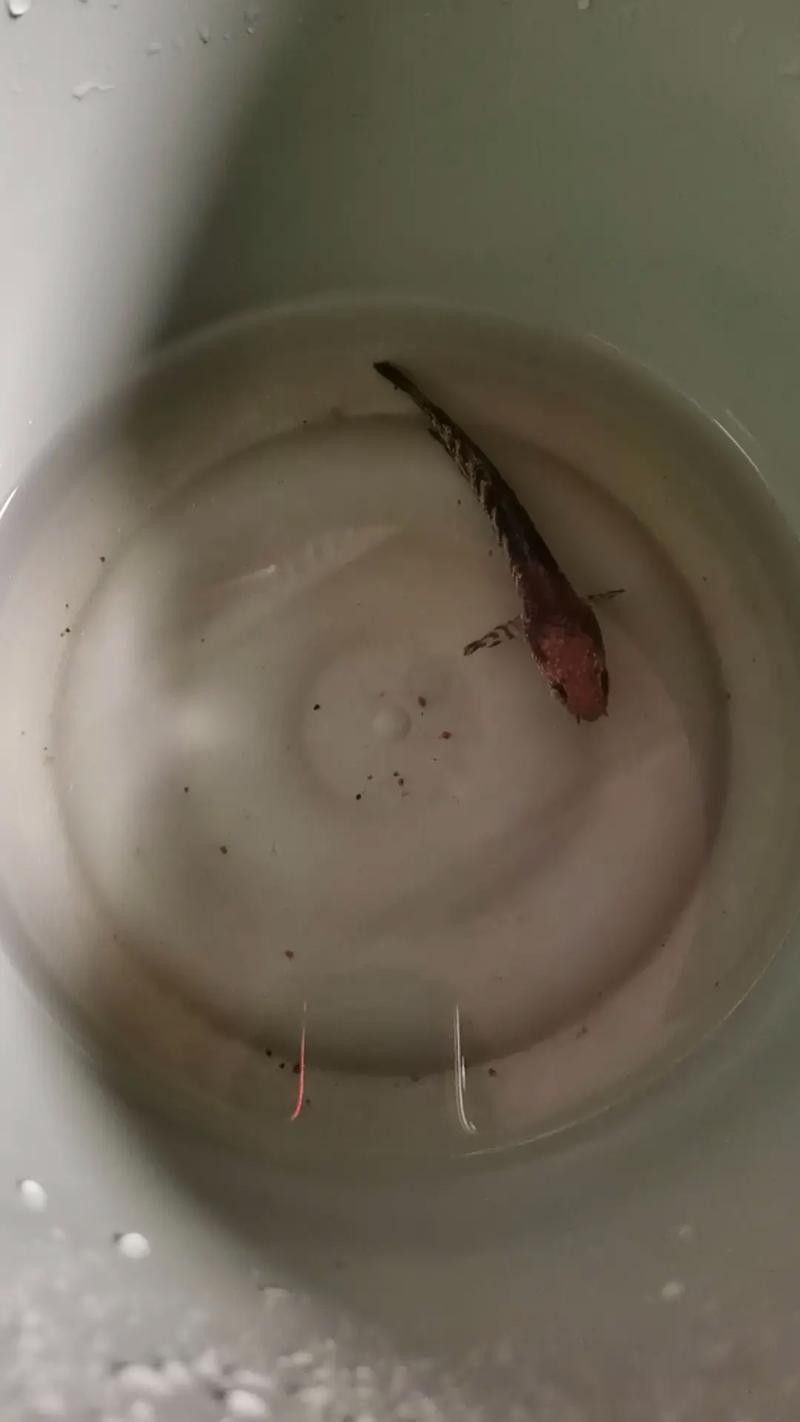 龍魚跳缸還能活嗎圖片視頻