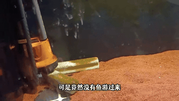 龍魚跳缸還能活嗎圖片視頻